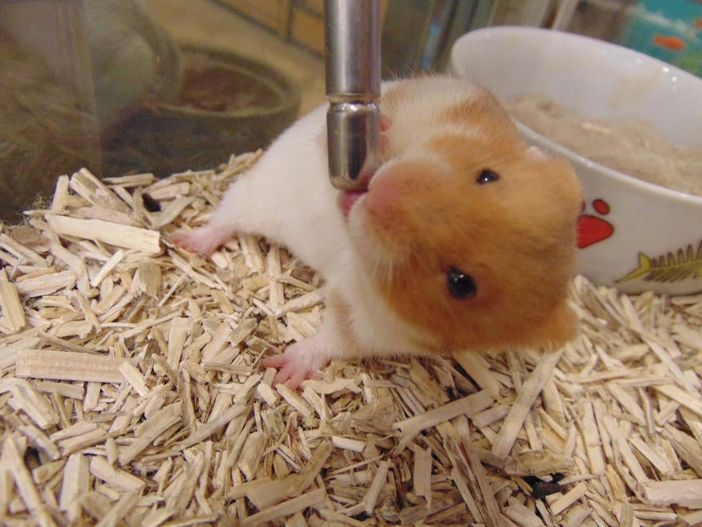 Goudhamsters tam in Assen., Hamster, Maart, Meerdere dieren, Tam