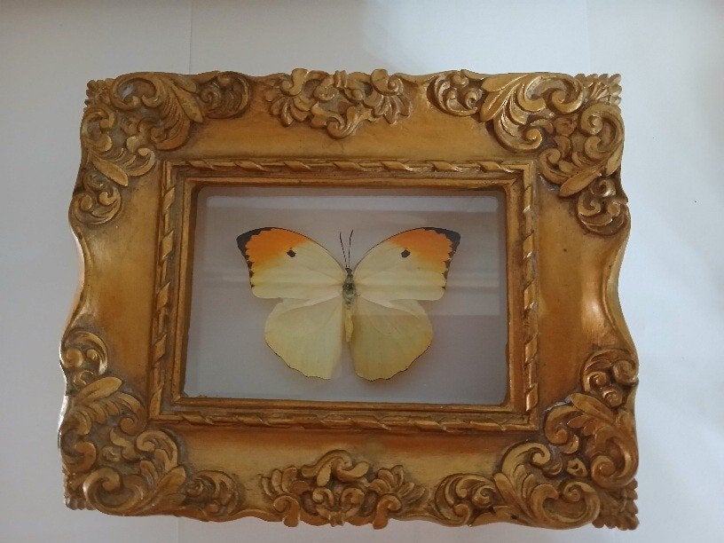 Taxidermy, Verzenden, Nieuw, Insect, Opgezet dier