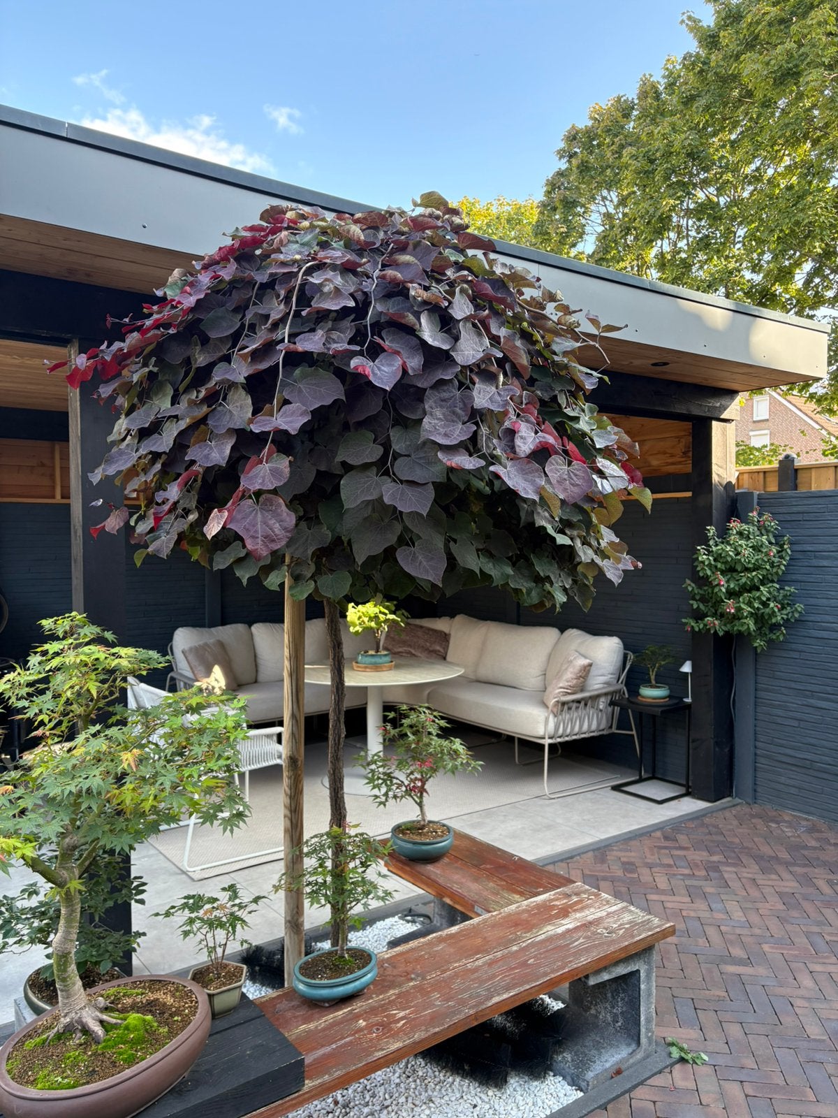 Cercis canedensis- treur (Judasboom), Tuin en Terras, Planten | Bomen, Ophalen, Volle zon, Overige soorten