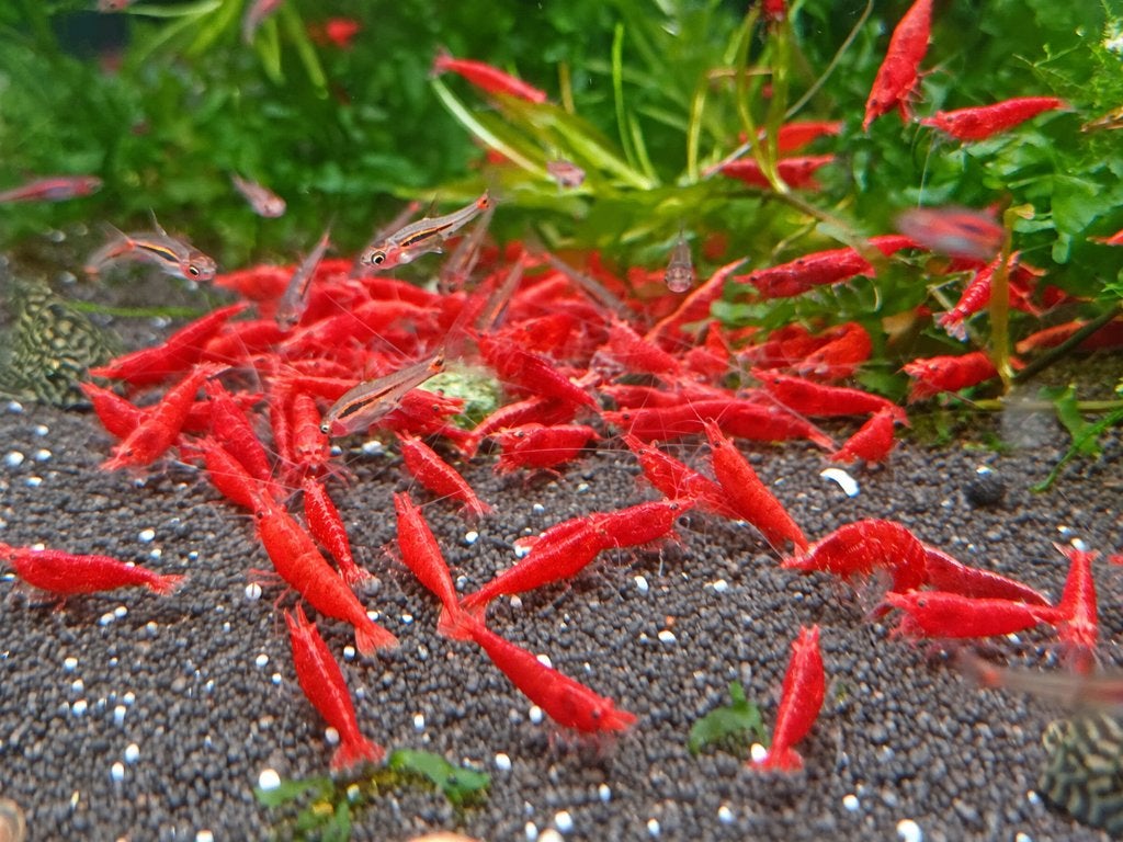 Hobbyaquarium Red Fire garnalen Woensdag 21 oktober 12/20uur, Kreeft, Krab of Garnaal, Zoetwatervis, Schoolvis