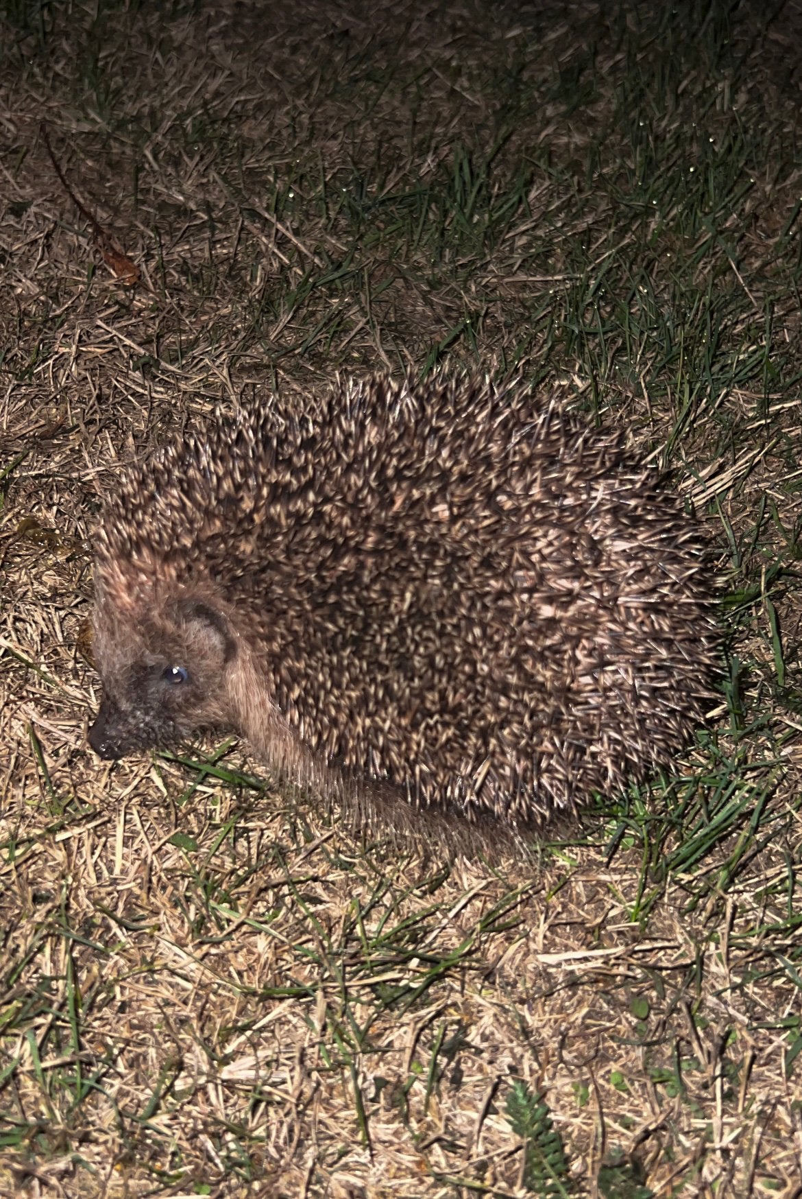 GEZOCHT OVERLEDEN KLEINE WILDE ZOOGDIEREN EGEL,EEKHOORN HAAS, Ophalen of Verzenden, Nieuw, Wild dier, Opgezet dier