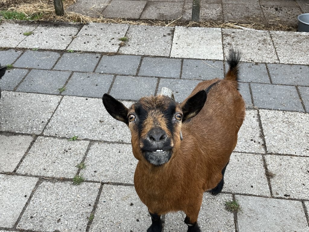 Geit zoekt nieuwe baas, Vrouwelijk, Geit, 6 jaar of ouder
