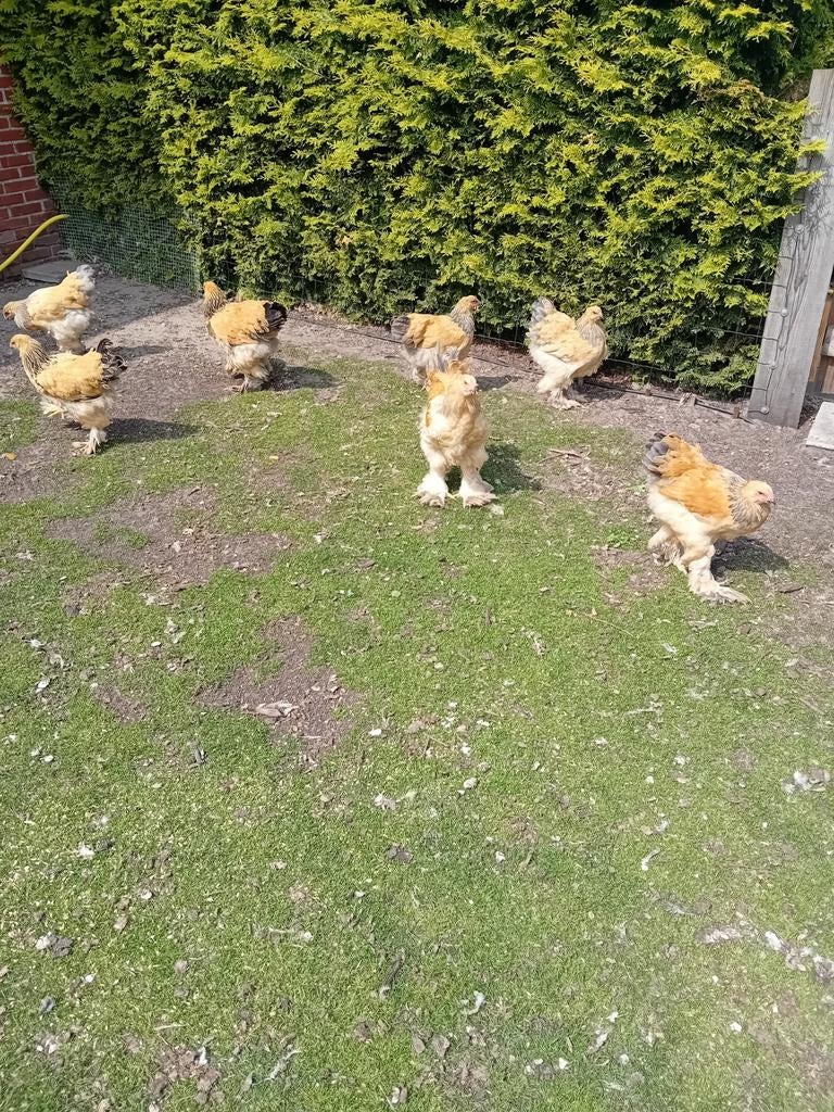 Brahma groot, Dieren en Toebehoren, Pluimvee, Vrouwelijk, Kip