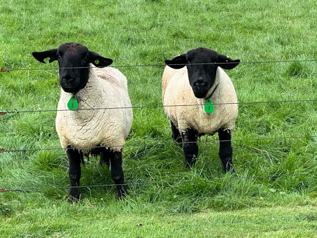 Suffolk ooi stamboek, Vrouwelijk, Schaap