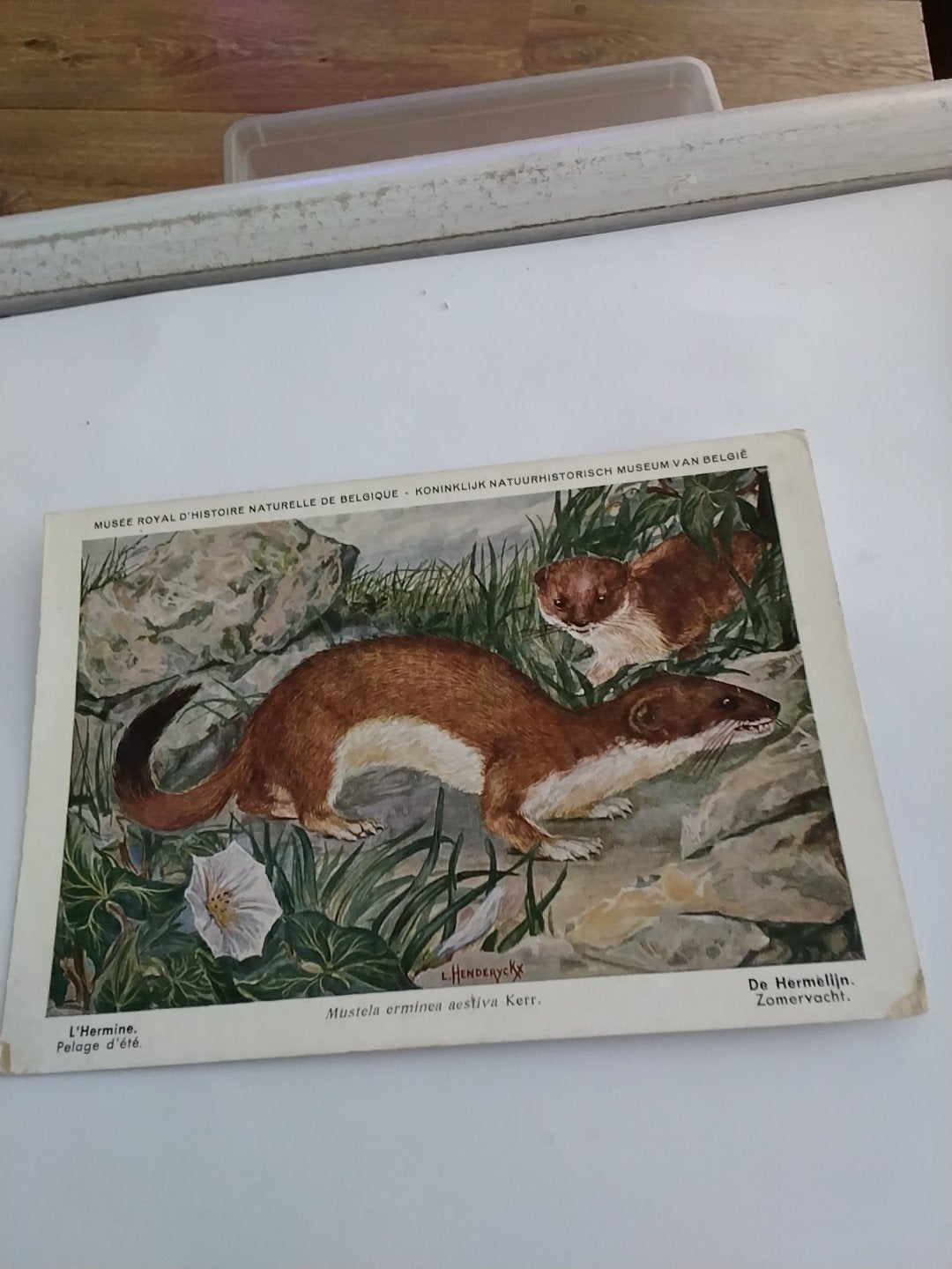 DE HERMELIJN. ZOMERVACHT, Ophalen of Verzenden, Voor 1920, Overige thema's