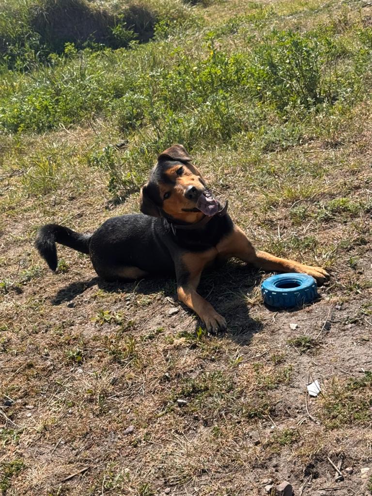 Ervaren gedragskenner gezocht voor hond met rugzakje, Ophalen