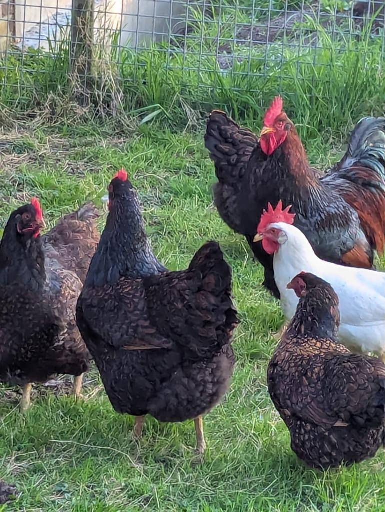 Dubbel gezoomde barnevelder broedeieren, Dieren en Toebehoren, Pluimvee, Kip