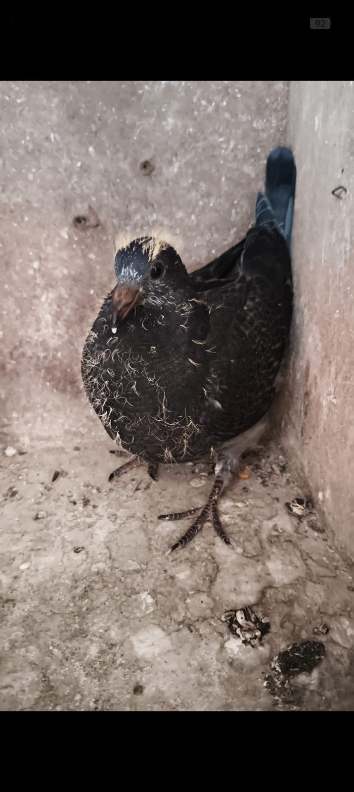 jongen duif, Geslacht onbekend, Postduif