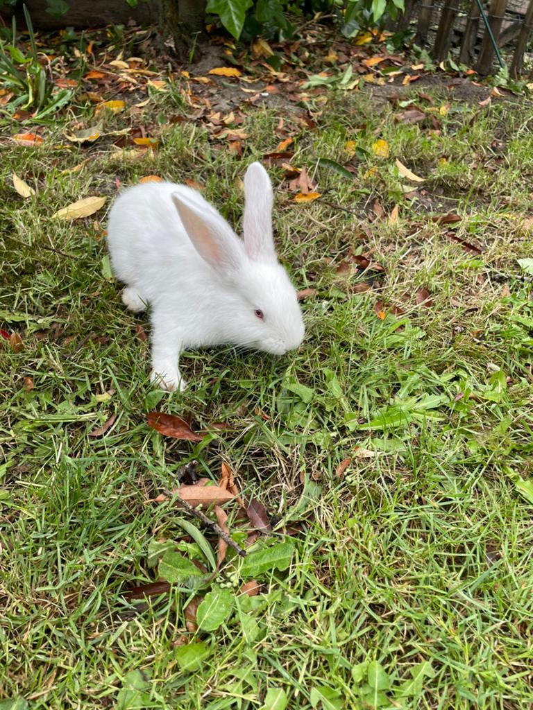 Duitse reus voedster, Dieren en Toebehoren, Konijnen, Vrouwelijk, Groot