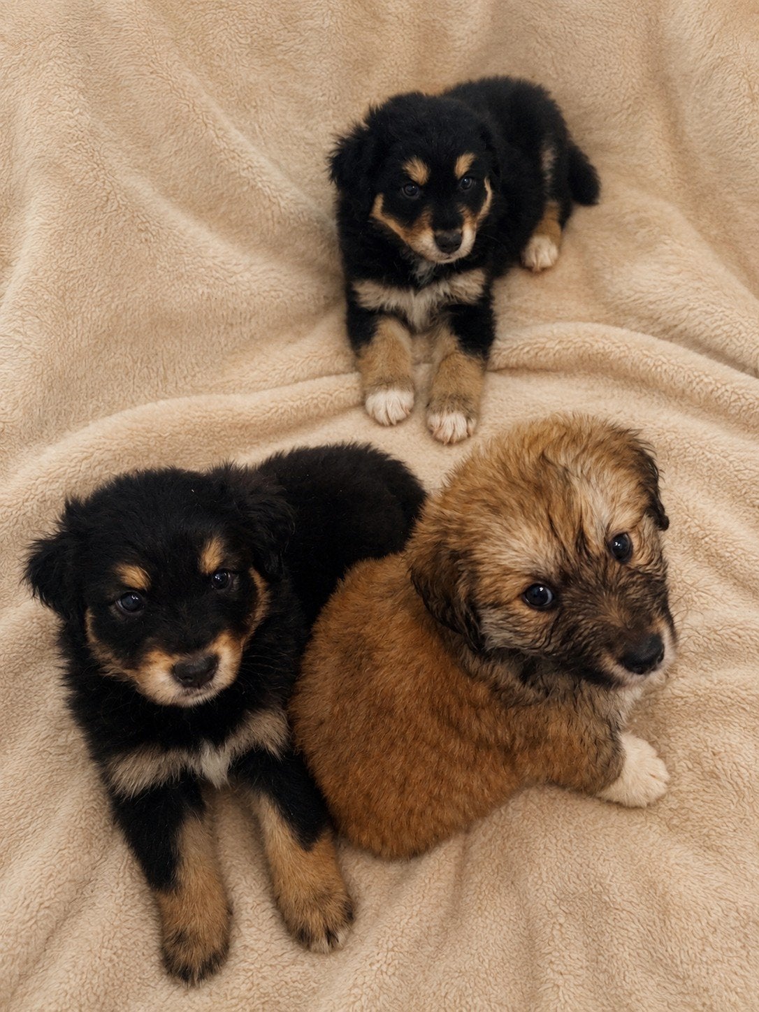Cockapoo x Pomsky puppy’s, 8 tot 15 weken, Parvo, Meerdere, Meerdere dieren