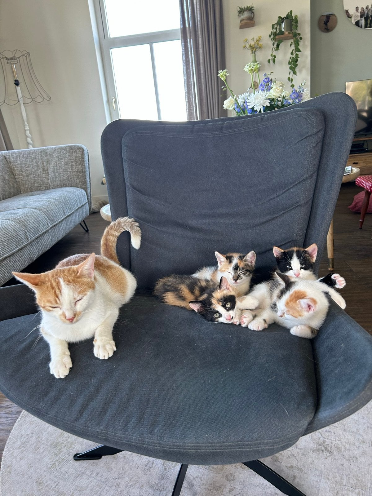 Kittens, Poes