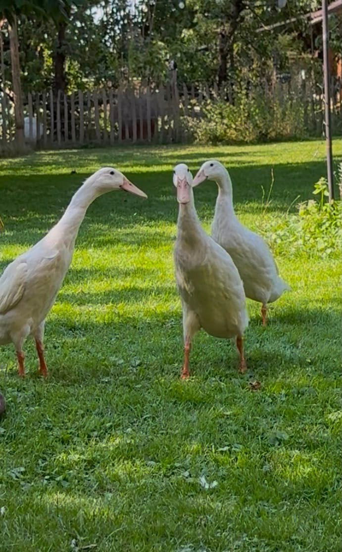 GRATIS Indische loopeenden, Meerdere dieren, Eend