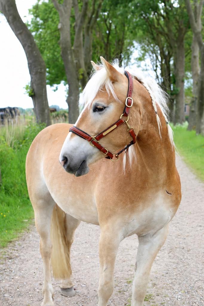 Bijrijder/verzorger gezocht, Ophalen, Nieuw, Overige soorten