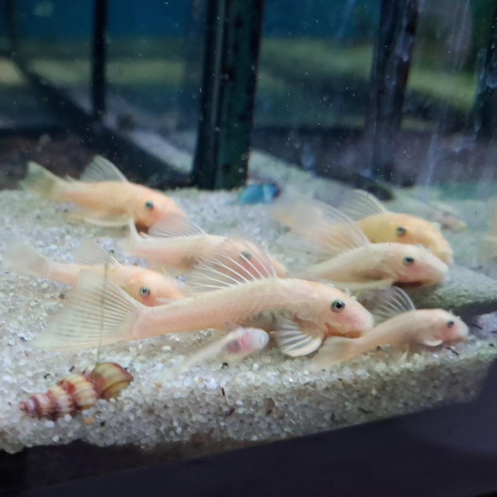 8 x L144 Ancistrus Lemon, Vis, Zoetwatervis, Schoolvis