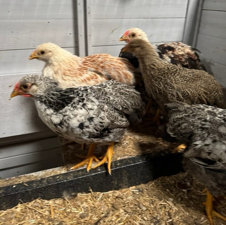 Wyandotte kriel hanen, Dieren en Toebehoren, Pluimvee, Mannelijk, Kip