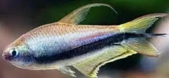 nematobrycon palmeri €2-2.5 cm €2,95, .., ., Overige typen, Nieuw