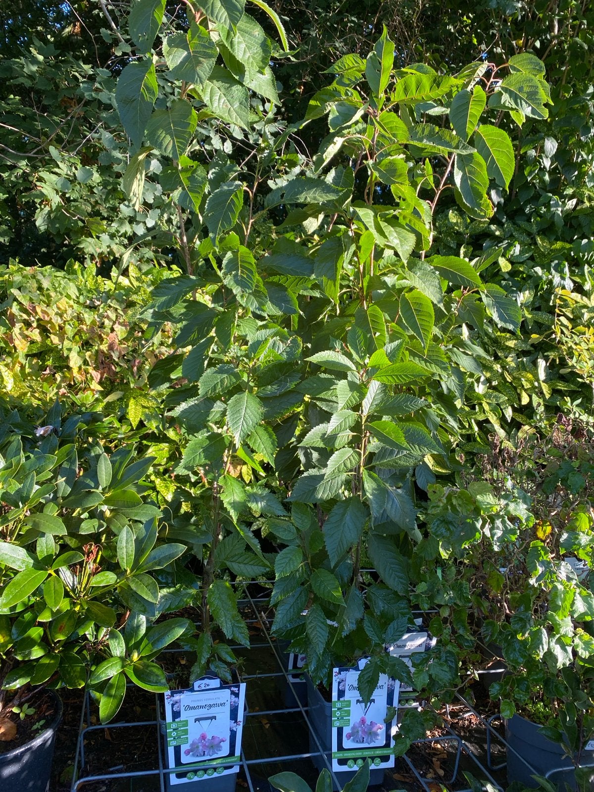 Prunus Serrulata 'Amanogawa' - Japanse Sierkers, Tuin en Terras, Ophalen, In pot, Zuilboom, 100 tot 250 cm