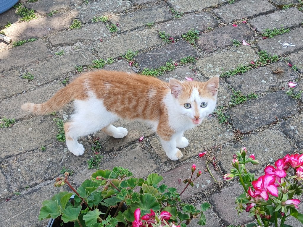 kitten, Dieren en Toebehoren, Kater, Kortharig, 0 tot 2 jaar