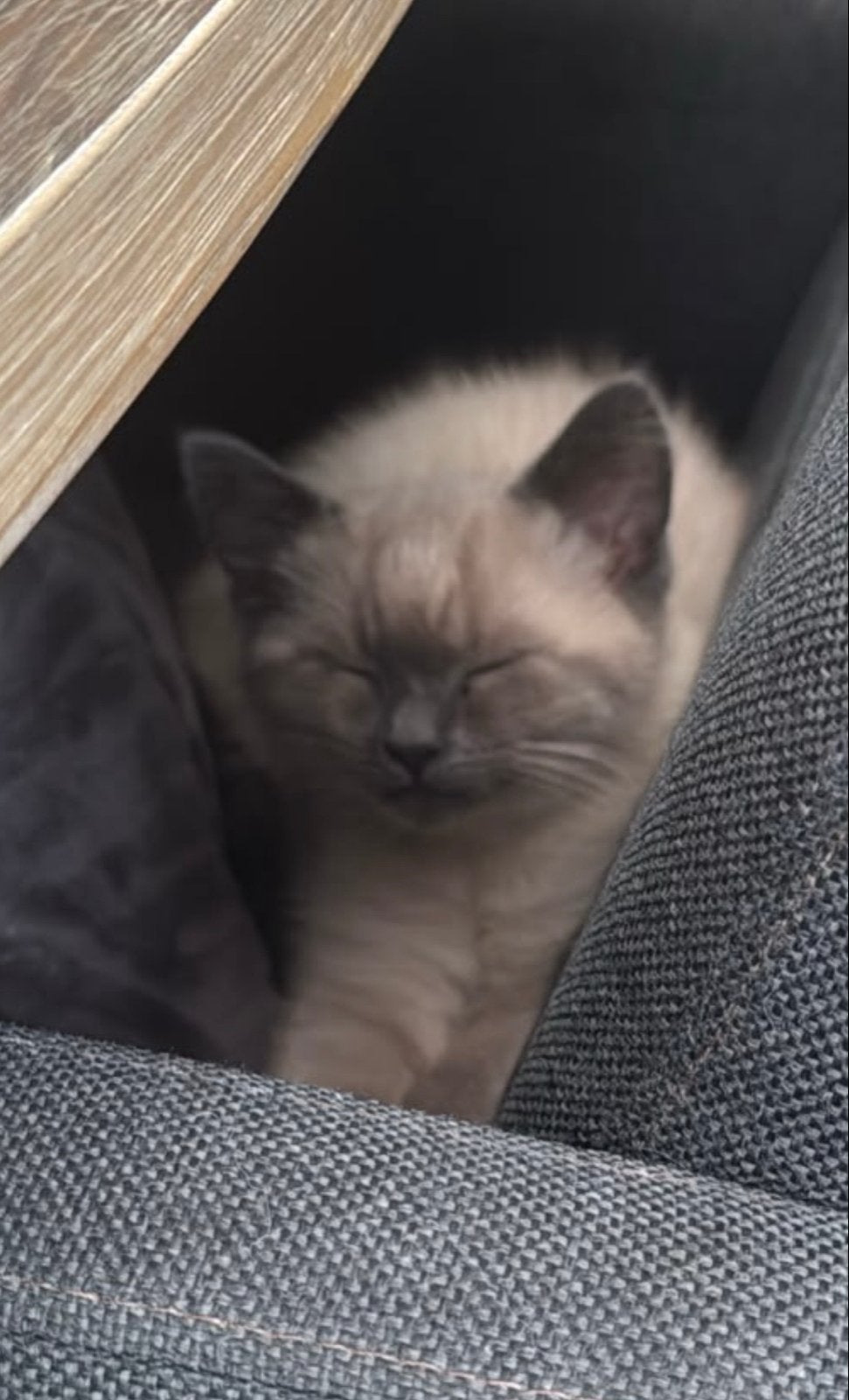Britse korthaar kitten, Dieren en Toebehoren, Poes