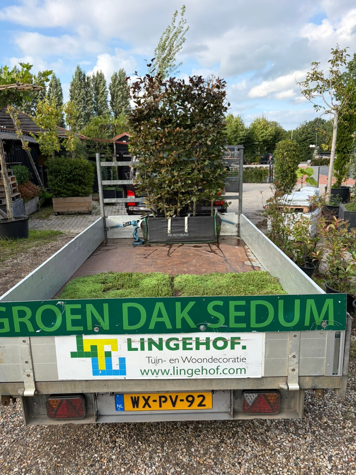 Rode beuken fagus kant en klaar 100x140/160 cm hoog, Ophalen of Verzenden, Beukenhaag, 100 tot 250 cm