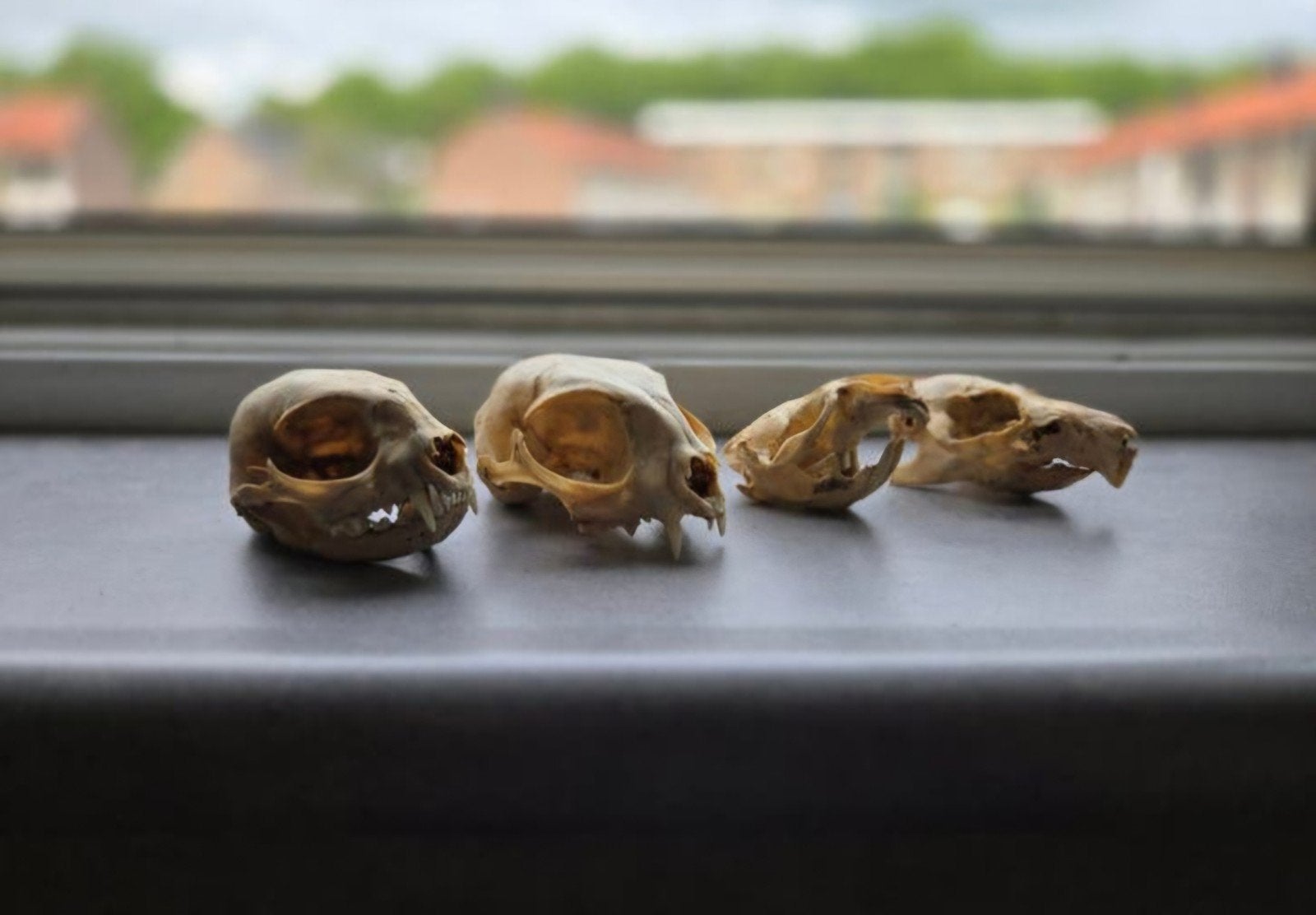 4 Schedels - Taxidermie Natuurvondst- Geraamte- Skelet Skull, Ophalen of Verzenden, Wild dier, Schedel
