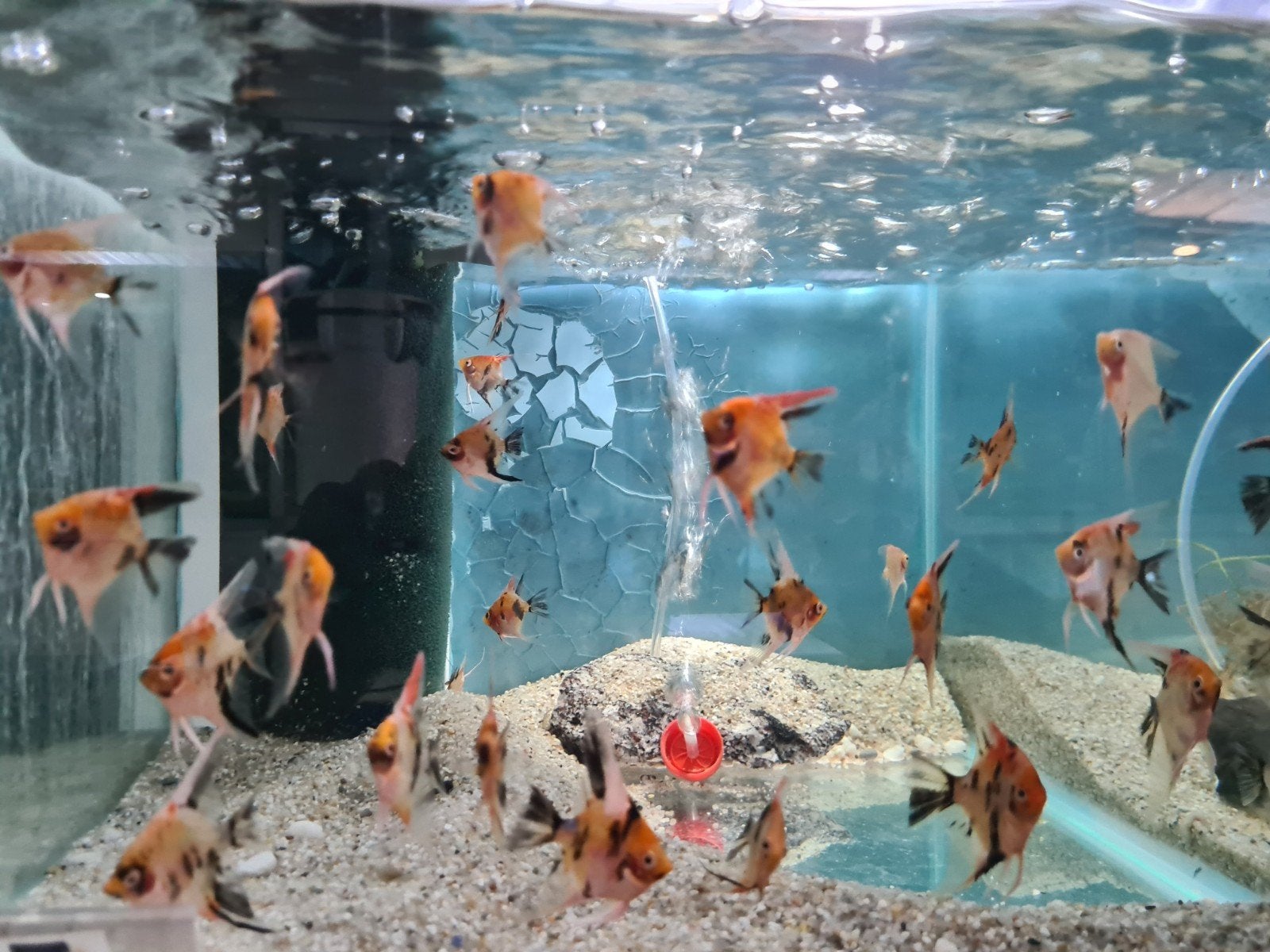 Red Devil maanvissen, Dieren en Toebehoren, Vis, Zoetwatervis
