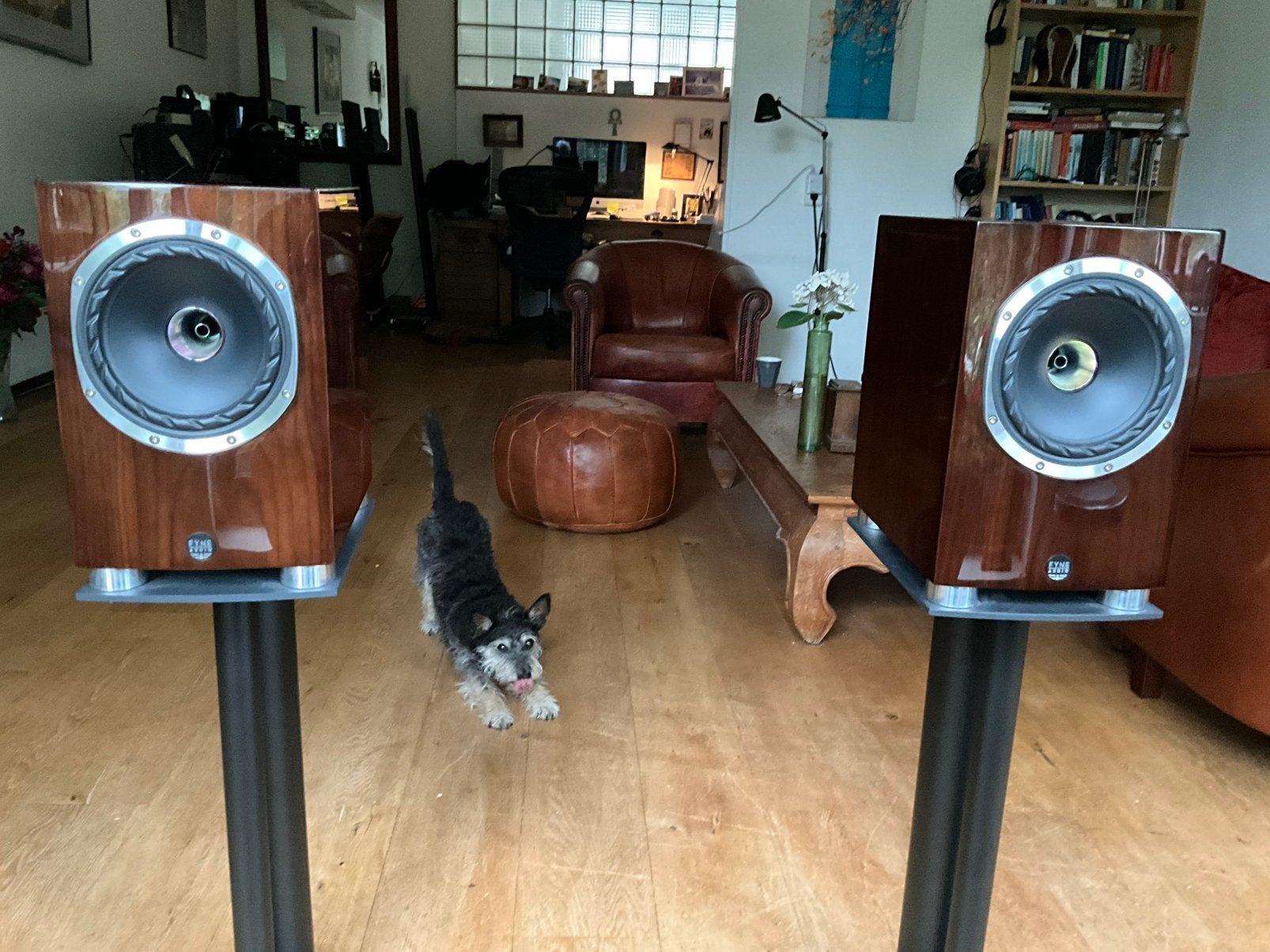 Fyne audio f 500 sp