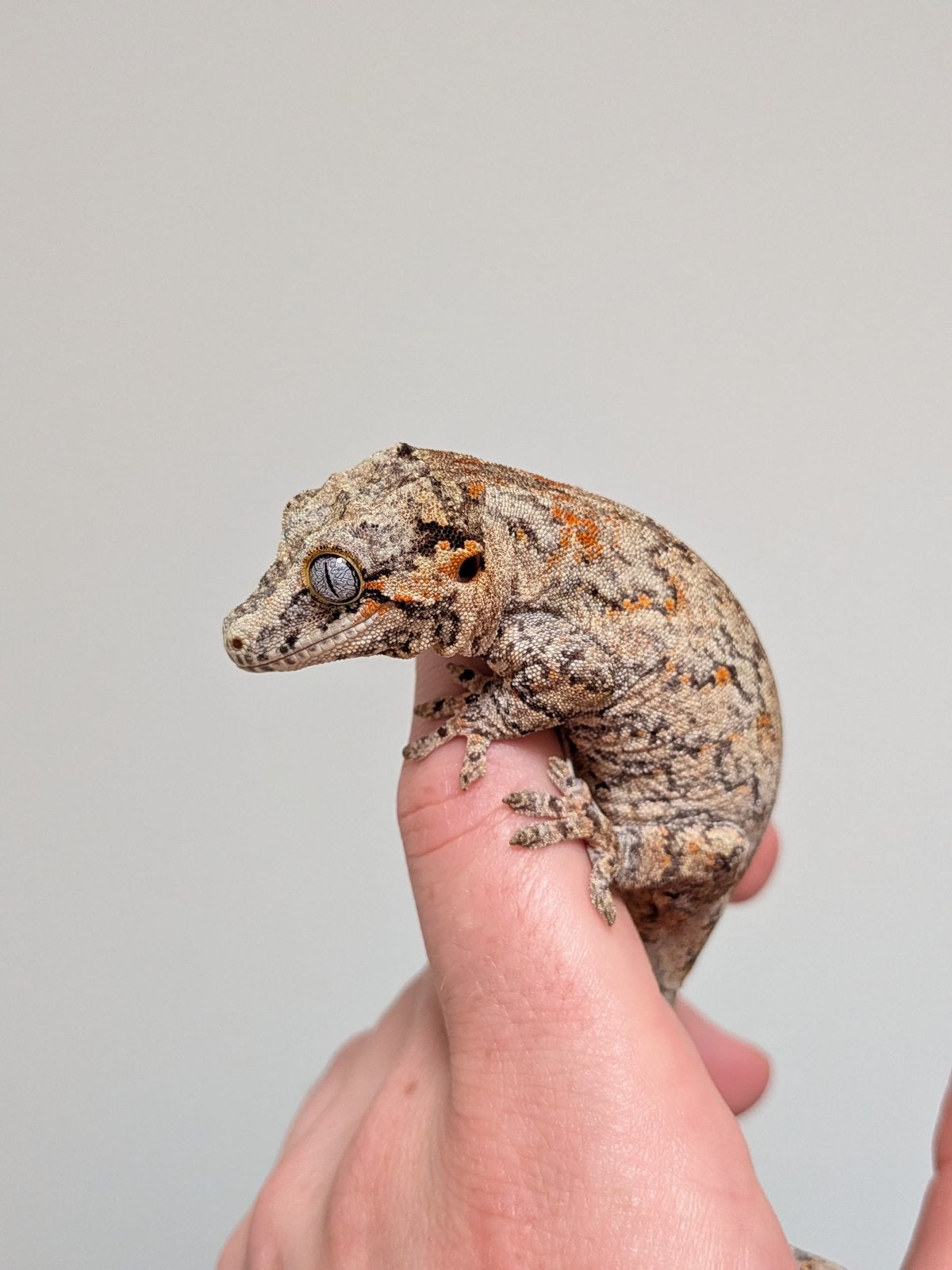 Gargoyle gekko vrouw, Dieren en Toebehoren, Reptielen en Amfibieën, Hagedis, Tam, 0 tot 2 jaar
