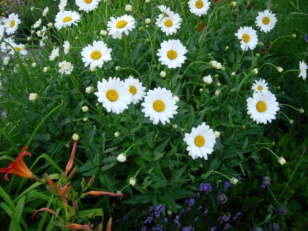margriet, Tuin en Terras, Planten | Tuinplanten, Overige soorten, Volle zon, Ophalen