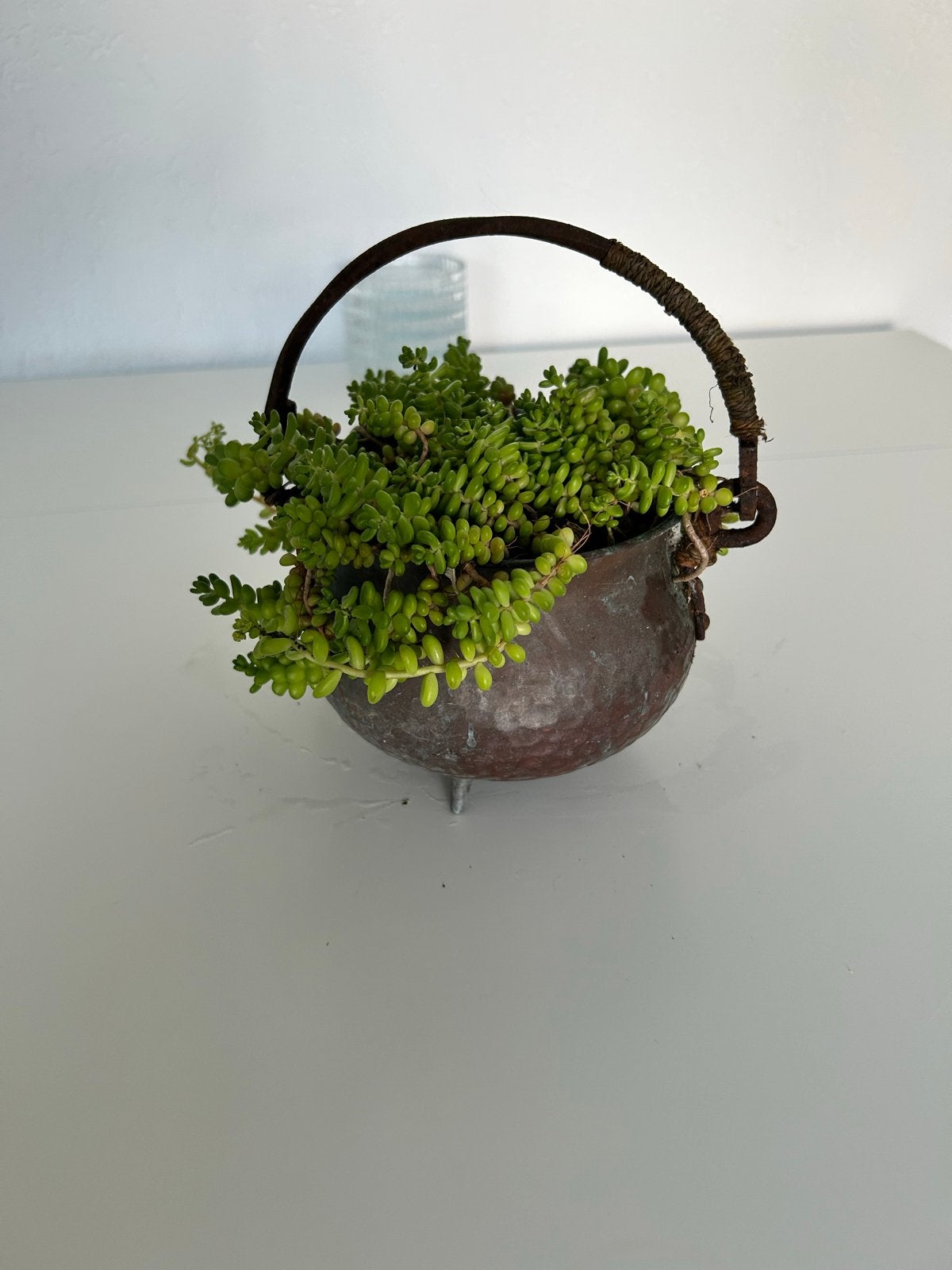 Antieke Koperen Ketel met Vetplant, Tuin en Terras, Planten | Tuinplanten, Ophalen, Vaste plant, Siergrassen, Volledige schaduw