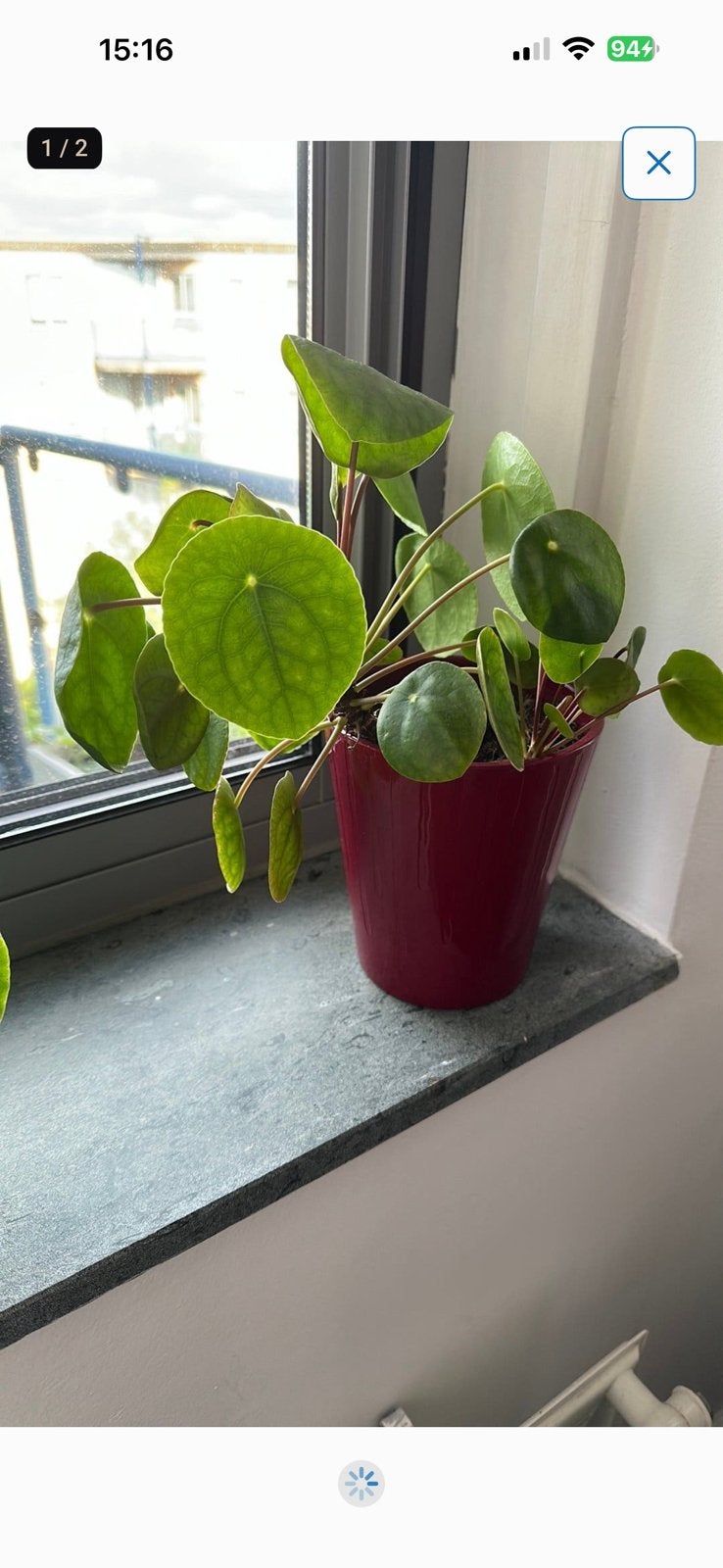 Pannekoekplant met pot, Huis en Inrichting, Kamerplanten, Ophalen of Verzenden, Halfschaduw, Minder dan 100 cm