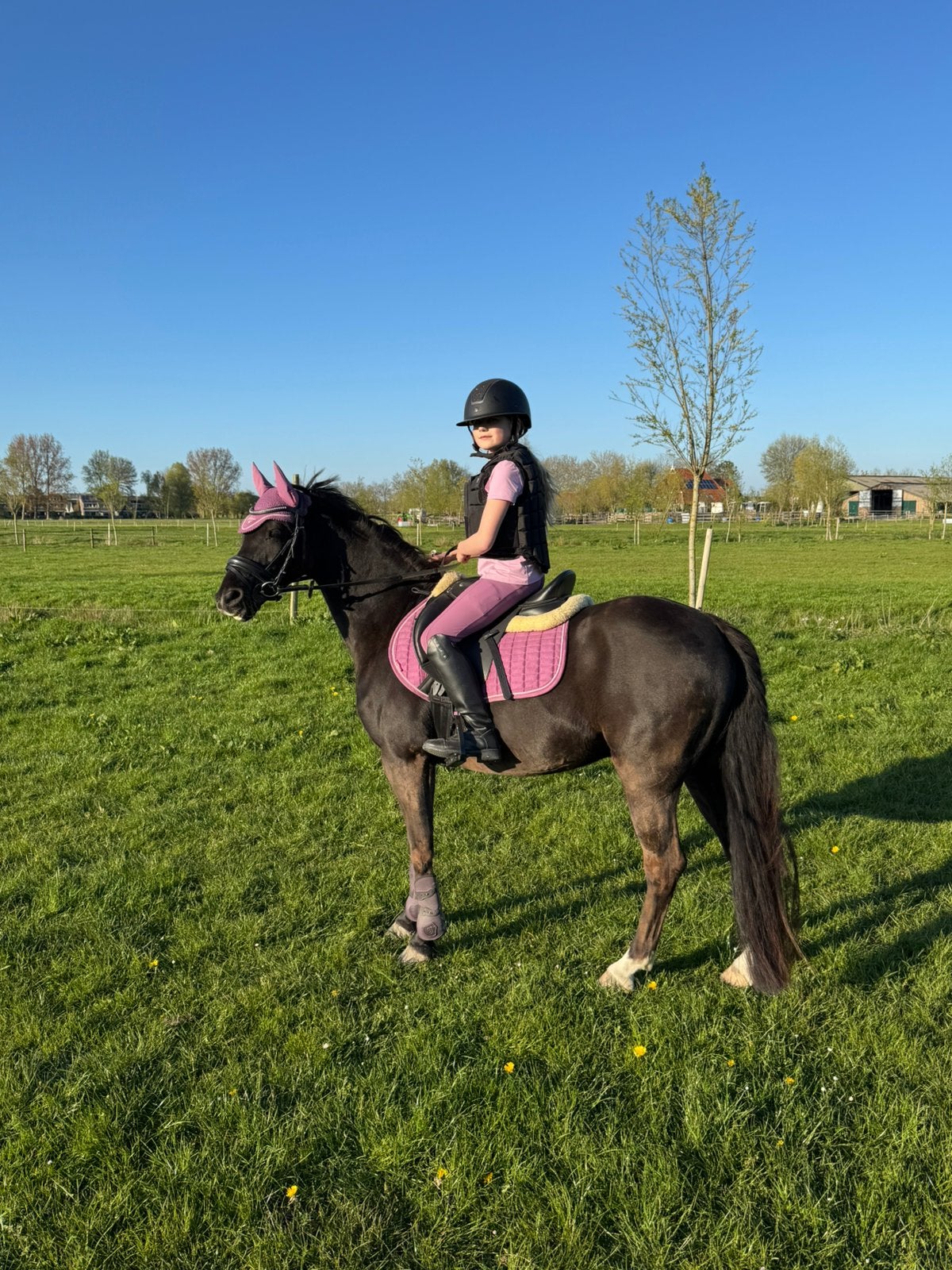 Fijne recreatie pony, Ruin, Recreatiepaard, 11 jaar of ouder