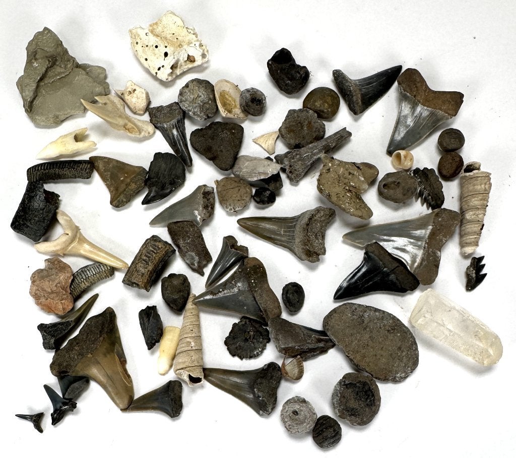 1201. Fossielen, haaien- en roggentanden, Paleozoïcum, Verzamelen, Ophalen, Fossiel