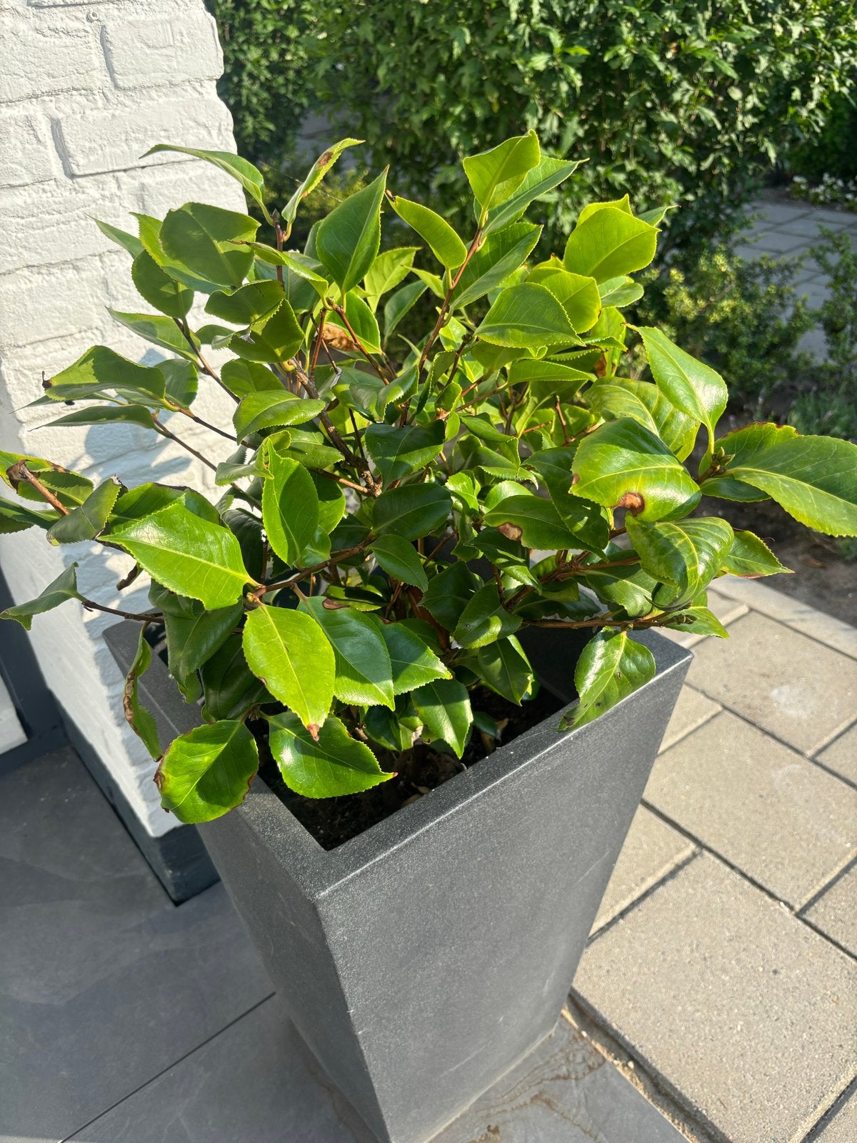 Camelia's (roze), Vaste plant, Halfschaduw, Lente, Ophalen