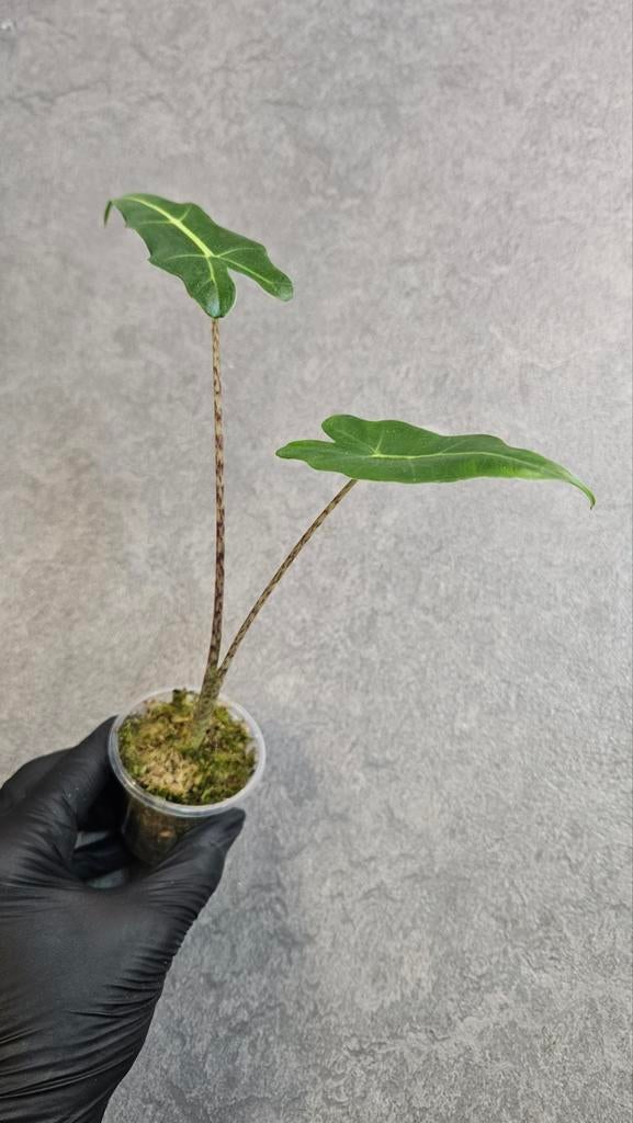 Alocasia Sarian, Ophalen of Verzenden, Halfschaduw, Minder dan 100 cm