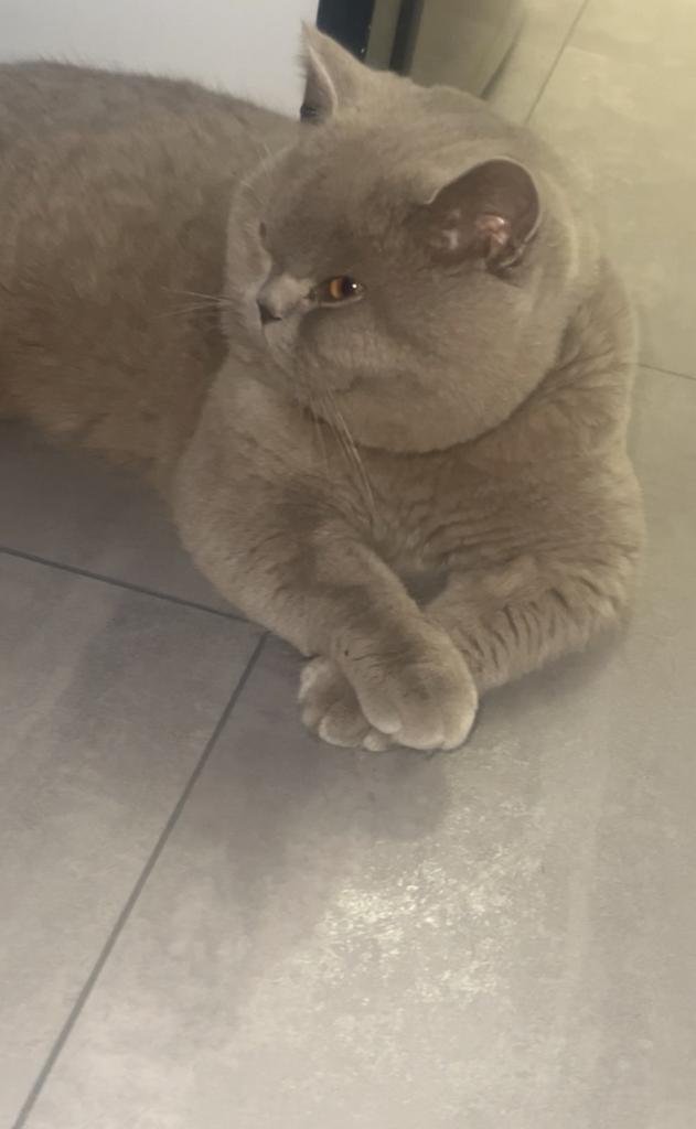 EXCLUSIEVE DEKKATER AANGEBODEN BRITSE KORTHAAR-NIET TE KOOP️, Dieren en Toebehoren, Katten en Kittens | Dekkaters