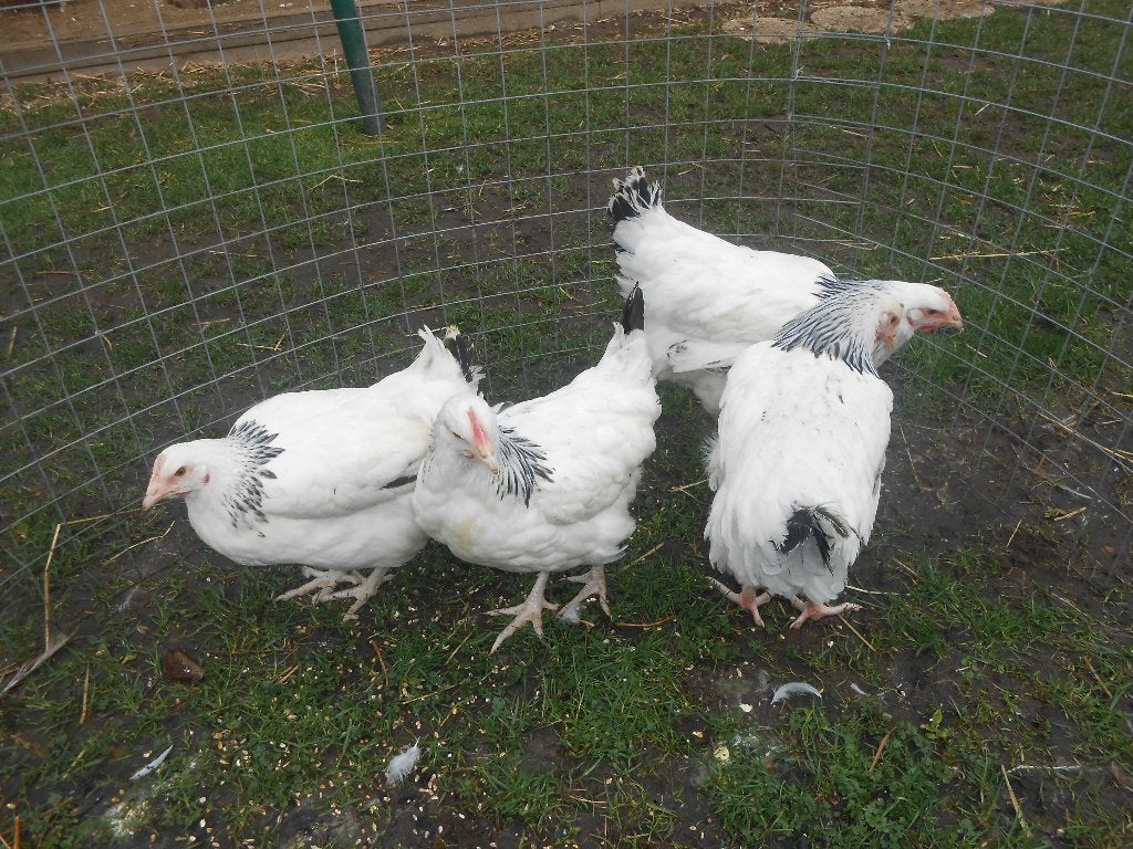 Sussex kippen, Vrouwelijk, Kip