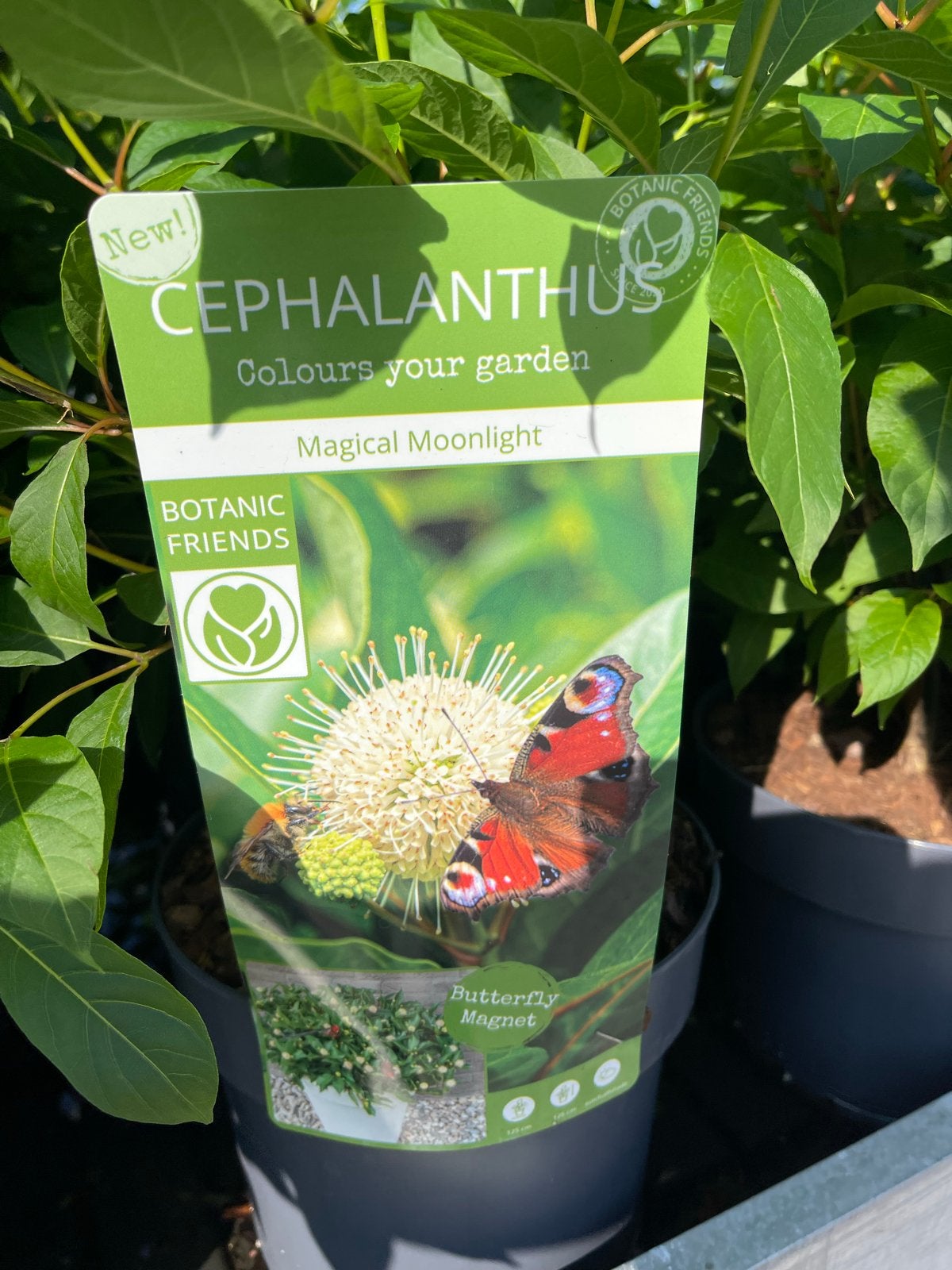 Cephalanthus Magical Moonlight & Occidentalis (3 voor €10), Volle zon, Vaste plant, Zomer, Ophalen