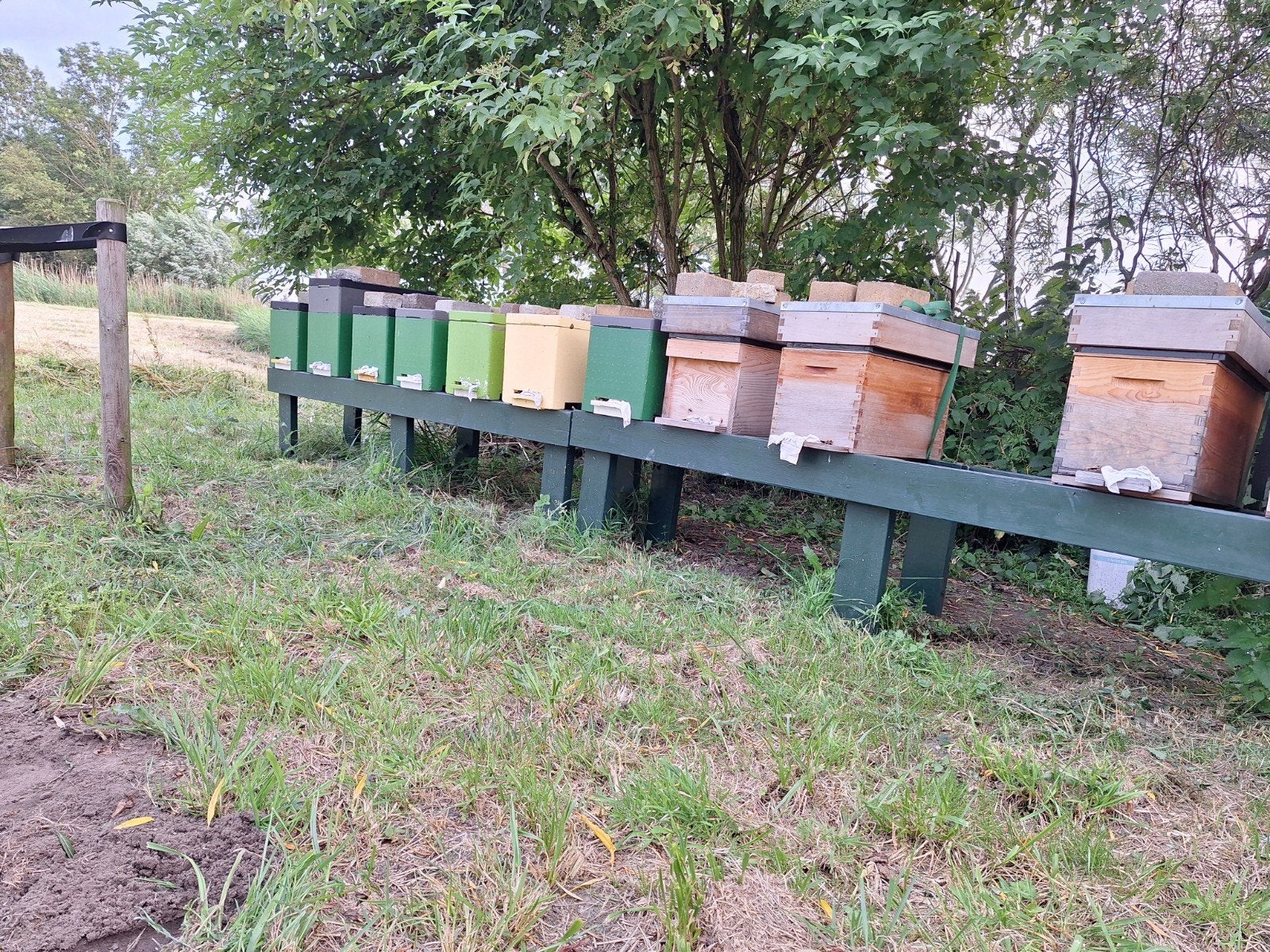 F1 bijenvolken(optie met kast), Dieren en Toebehoren, Bijen