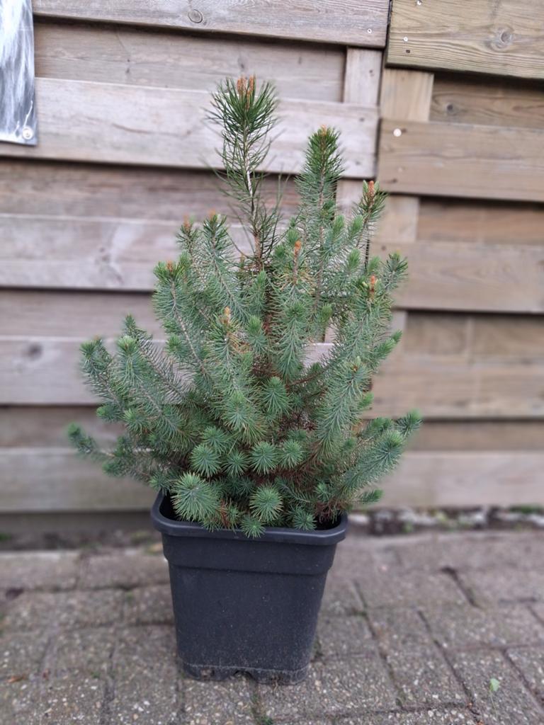 Pinus pinea ( Silvercrest), Tuin en Terras, Planten | Bomen, Bloeit niet, Overige soorten, 100 tot 250 cm, Ophalen