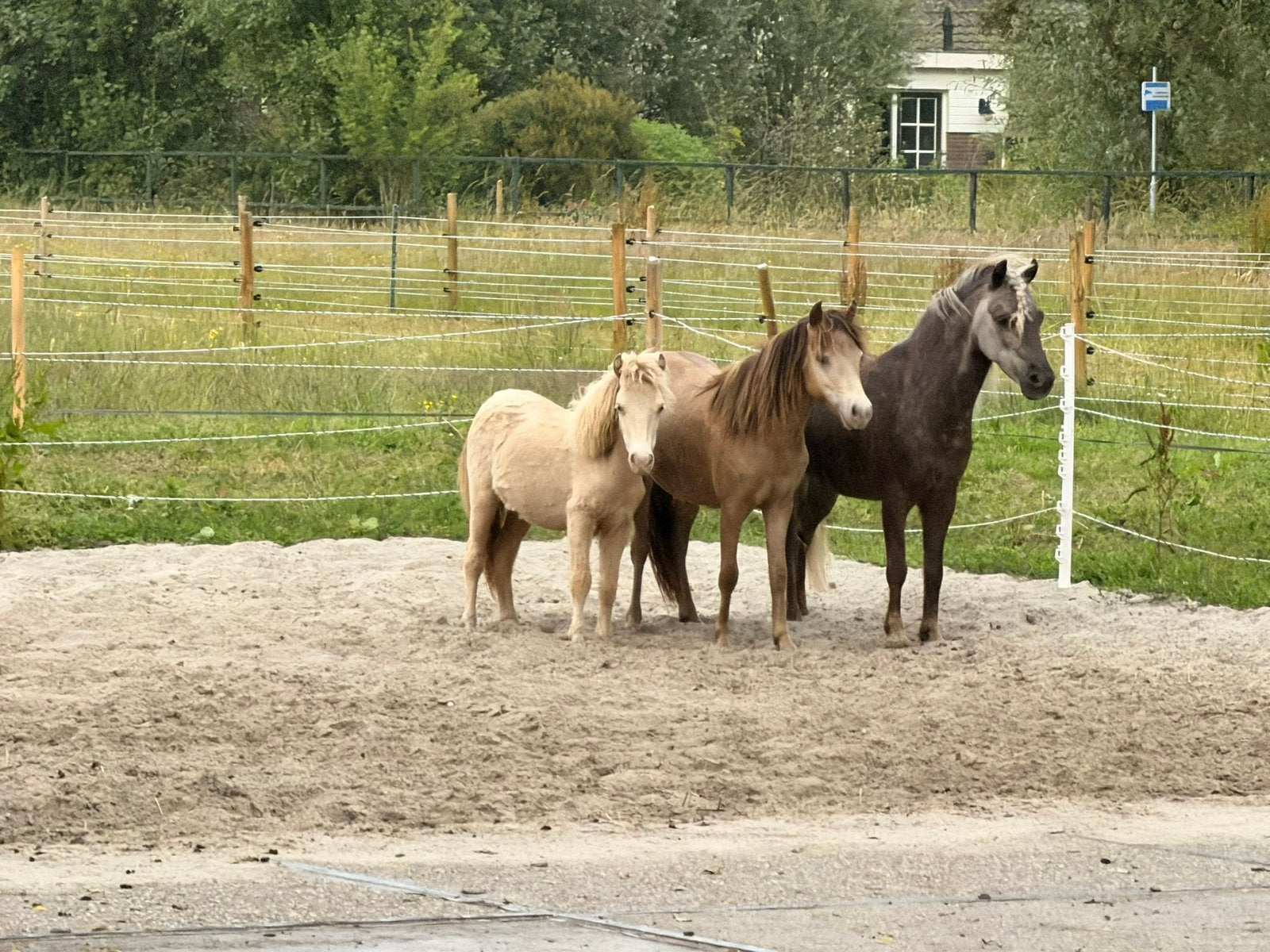 Pension plekje voor mini tot e pony 24/7 buiten met stal, Dieren en Toebehoren, Stalling en Weidegang, Weidegang, 2 of 3 paarden of pony's