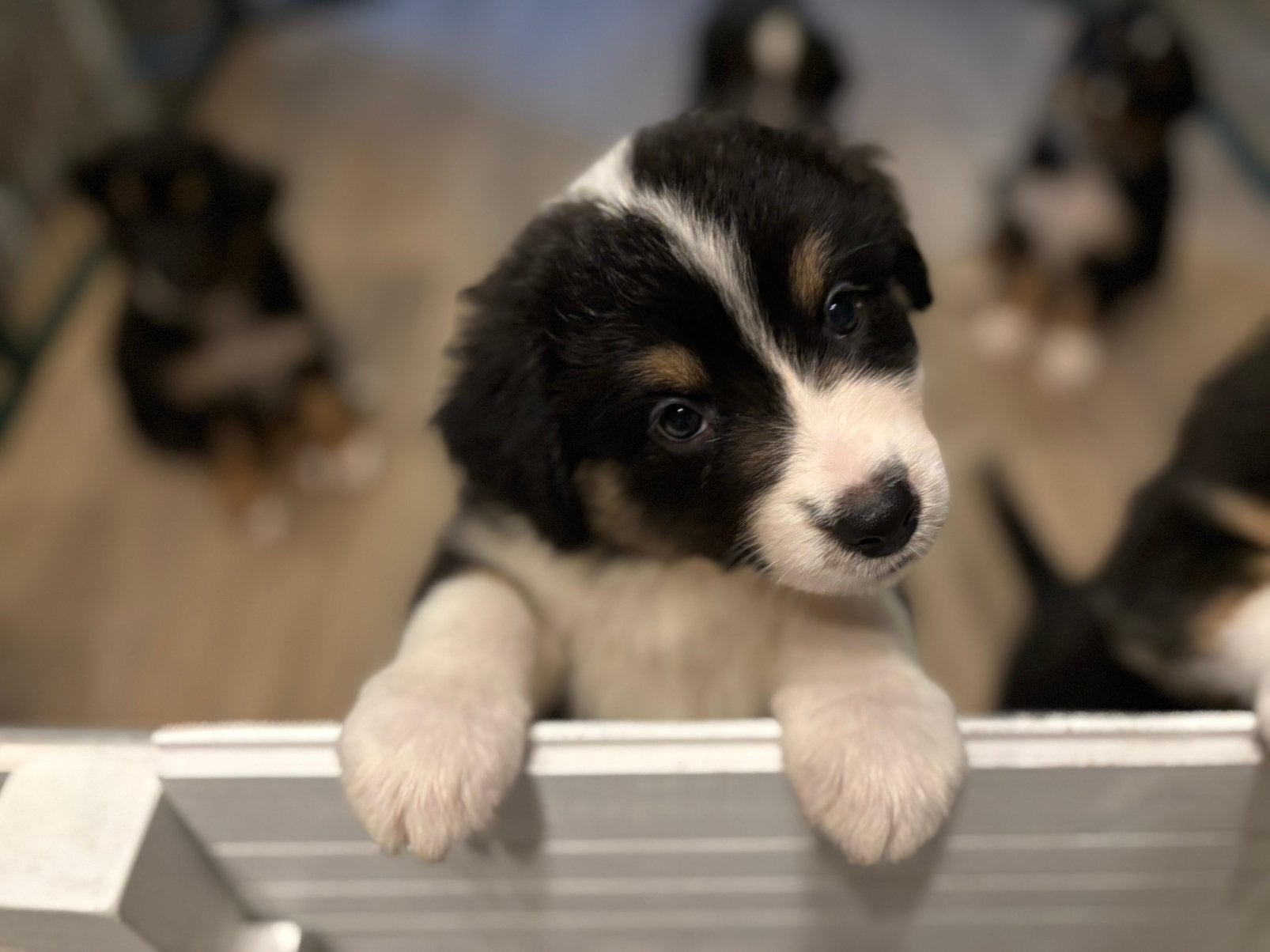Raszuivere Australian shepherd pups, 8 tot 15 weken, Parvo, Meerdere, Meerdere dieren