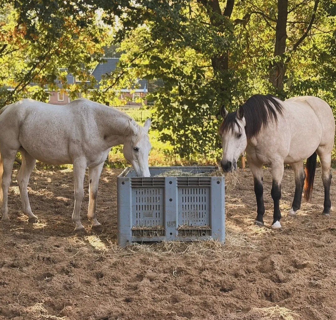 Gezocht: Verzorgster (s) / bijrijdster (s)  omg. Vriescheloo, Dieren en Toebehoren, Ophalen of Verzenden, Nieuw