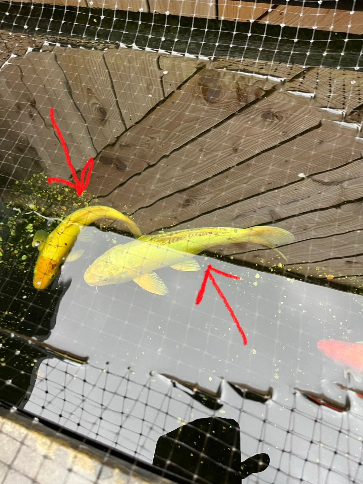 Koi karpers., Karper of Koi