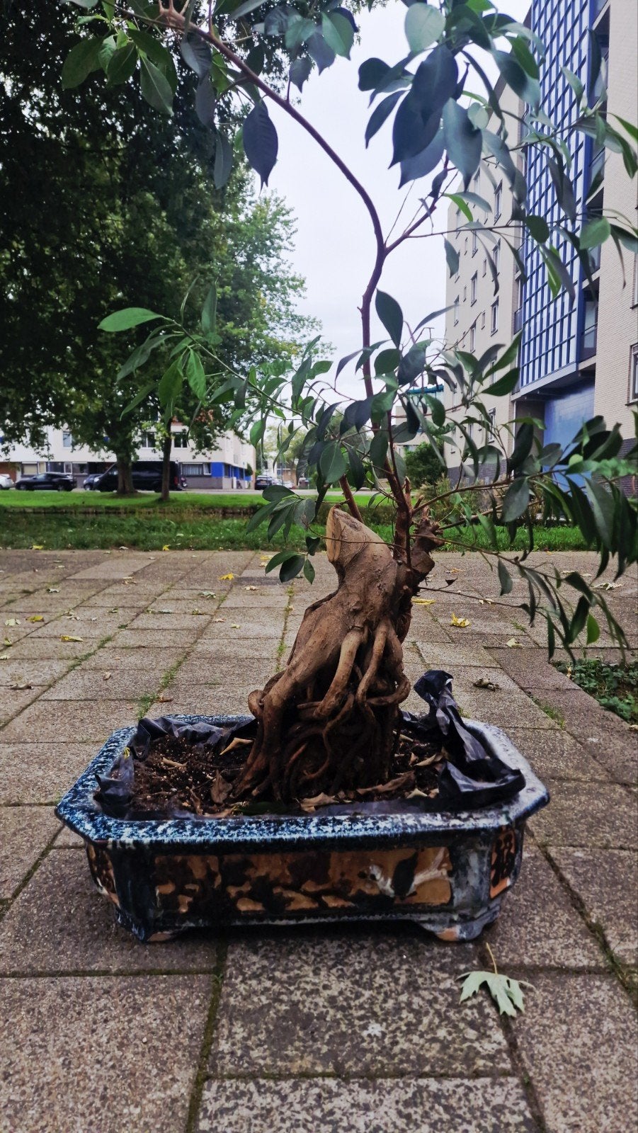 Unieke Bonsai boom in prachtige pot, Ophalen of Verzenden, Overige soorten, Struik, Minder dan 100 cm