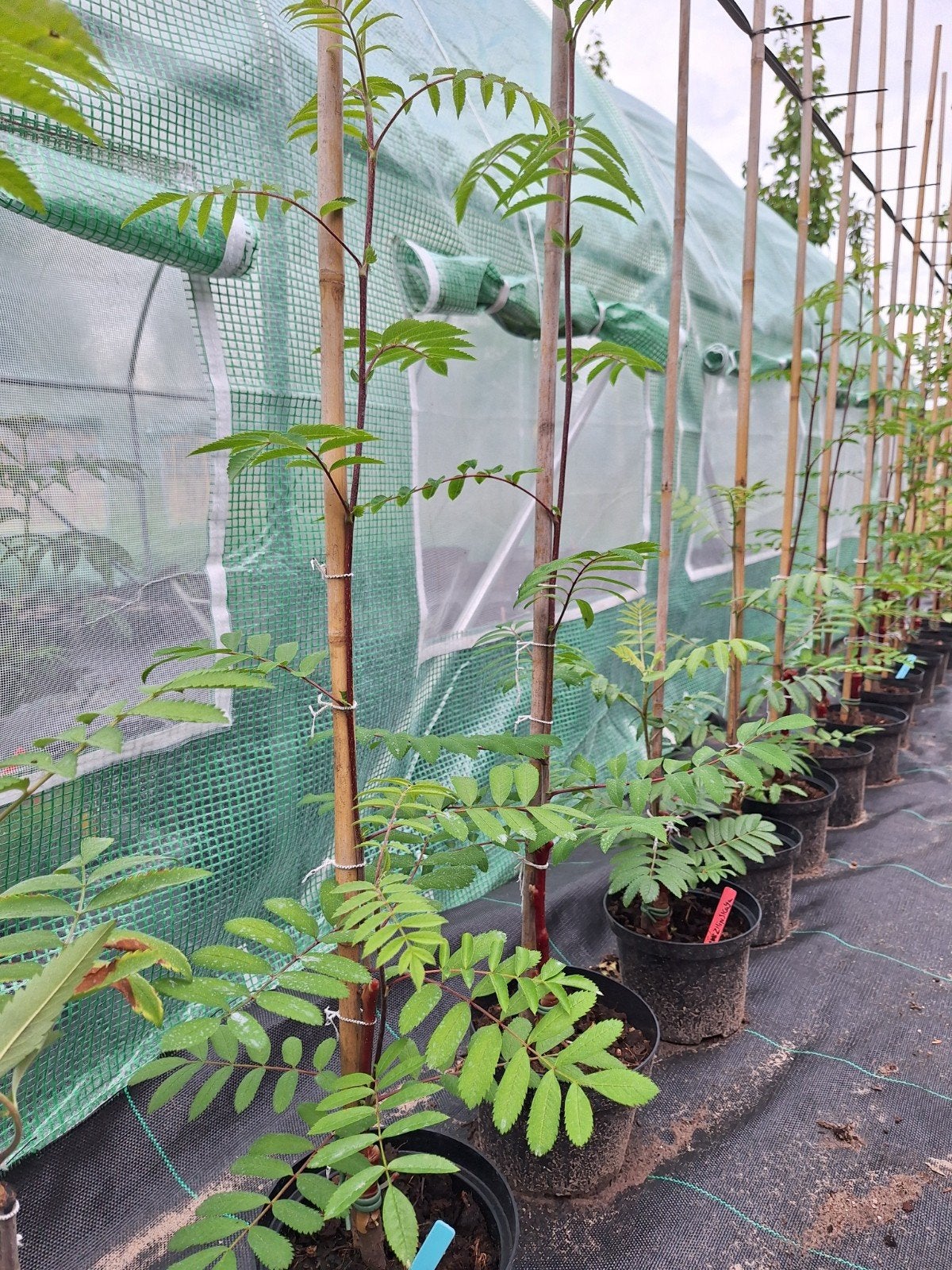 Meerdere soorten Eetbare lijsterbessen(sorbus), Ophalen, Halfschaduw, Overige soorten, Lente