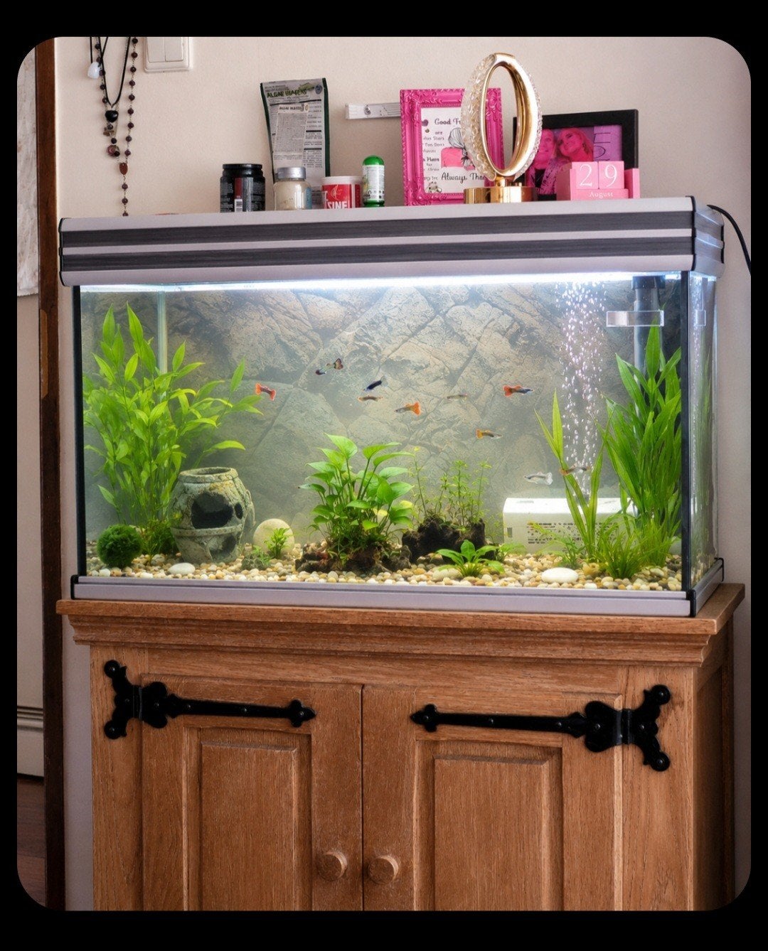Aquarium met toebehoren, Ophalen, Inclusief vissen, Gevuld zoetwateraquarium, Juwel
