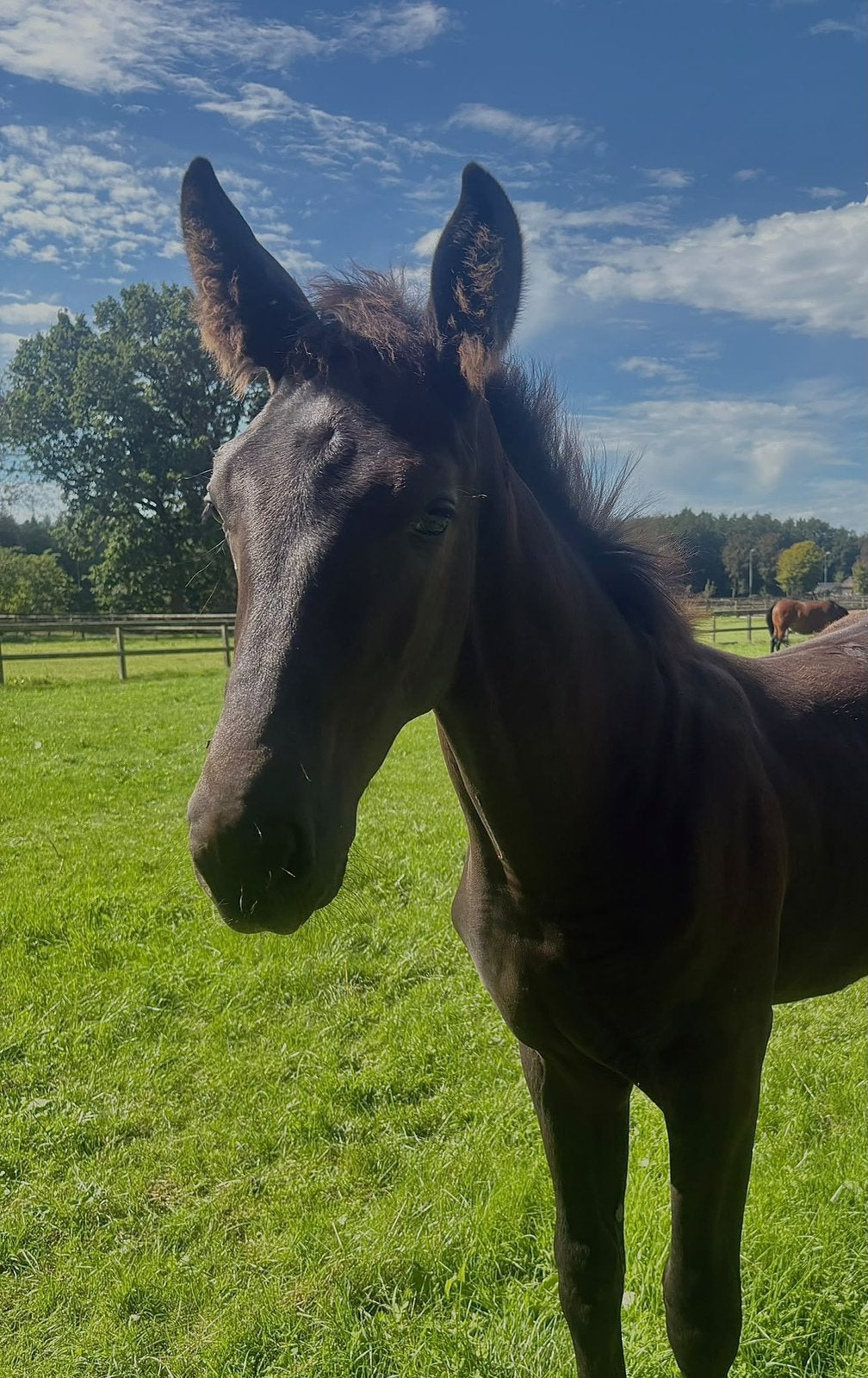 Stoere hengst Expectation ps x Lord Leatherdale, Met stamboom, Dressuurpaard, 0 tot 2 jaar, Hengst