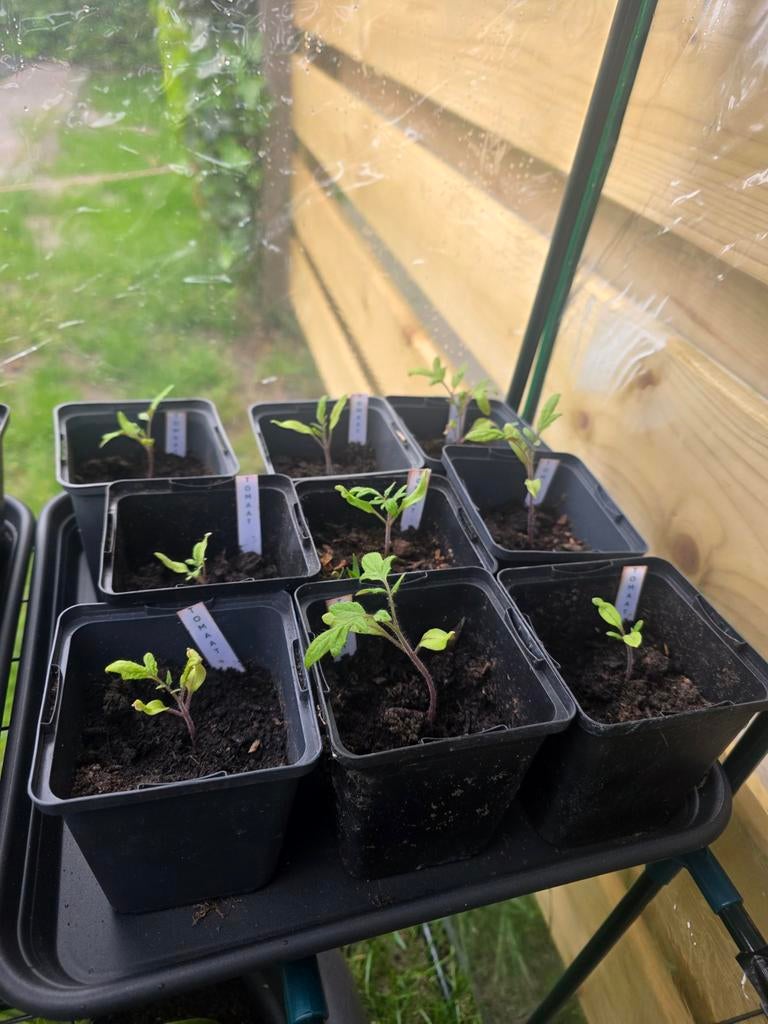 Tomaten planten, Tuin en Terras, Ophalen, Eenjarig, Groenteplanten, Volle zon