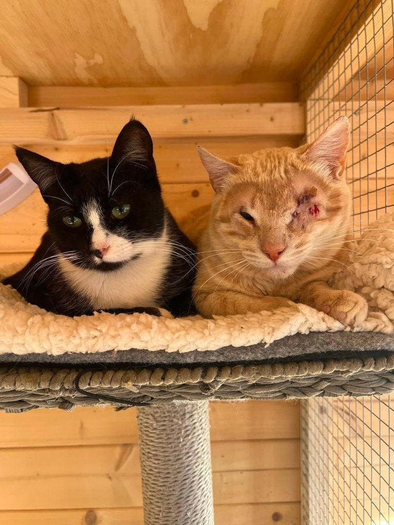 Deze 3 schatjes zoeken een heel lief baasje!, Meerdere dieren, Kortharig, 0 tot 2 jaar
